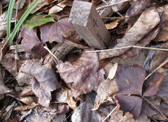 Waldsteinia fragarioides