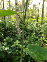 Coccoloba acapulcensis