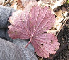 Waldsteinia fragarioides