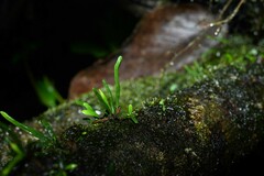 Cochlidium linearifolium