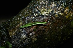 Cochlidium linearifolium