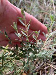 Pimelea octophylla