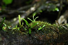 Cochlidium serrulatum