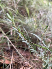 Pimelea octophylla
