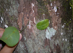 Coccoloba acapulcensis