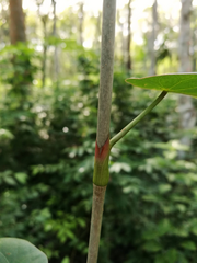 Coccoloba acapulcensis
