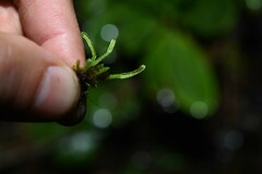 Cochlidium serrulatum