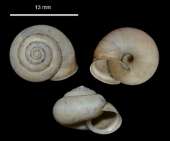 Euomphalia strigella