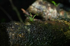 Cochlidium serrulatum