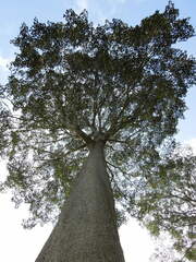 Milicia excelsa