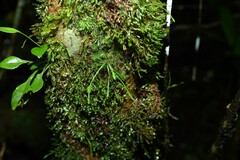 Cochlidium serrulatum