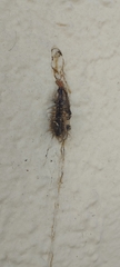 Lepidoptera