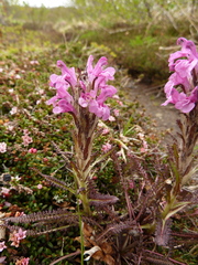 Pedicularis lanata