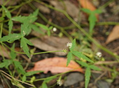 Hydrocotyle geraniifolia