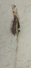 Lepidoptera