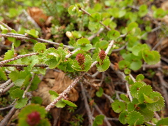 Betula nana