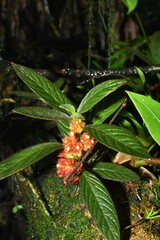 Columnea calotricha