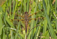 Libellula semifasciata