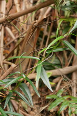 Parsonsia brownii