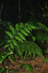 Cyathea surinamensis
