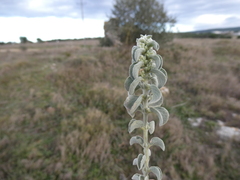 Mercurialis tomentosa