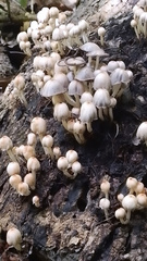 Coprinopsis mexicana