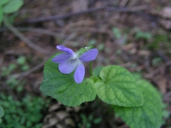 Viola riviniana