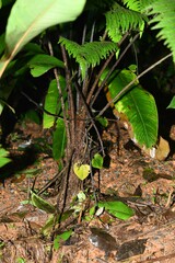 Cyathea surinamensis