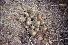 Coryphantha durangensis durangensis