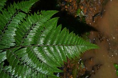 Cyathea surinamensis