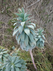 Euphorbia nicaeensis