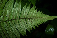 Cyathea surinamensis