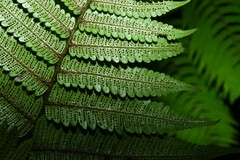 Cyathea surinamensis