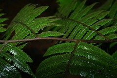 Cyathea surinamensis