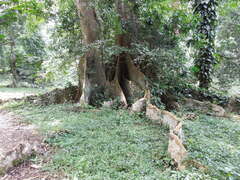 Piptadeniastrum africanum