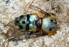 Austalis pulchella