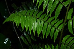 Cyathea surinamensis