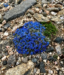 Eritrichium argenteum