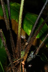 Cyathea surinamensis