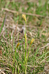 Carex michelii