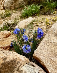 Polemonium viscosum