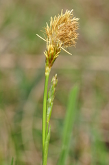 Carex michelii