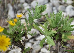 Rayjacksonia phyllocephala