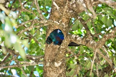 Lamprotornis australis