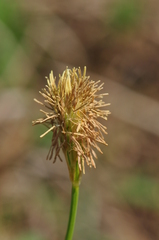 Carex michelii