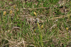 Carex michelii
