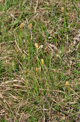 Carex michelii