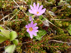 Primula cuneifolia