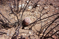 Echinocereus pectinatus pectinatus