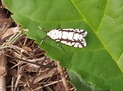 Lepidoptera